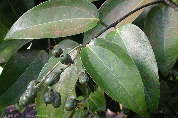 Cinnamomum zeylanicum